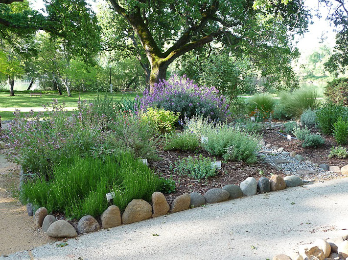    Santolina virens and Salvia oficinalis 'Jefferson' 